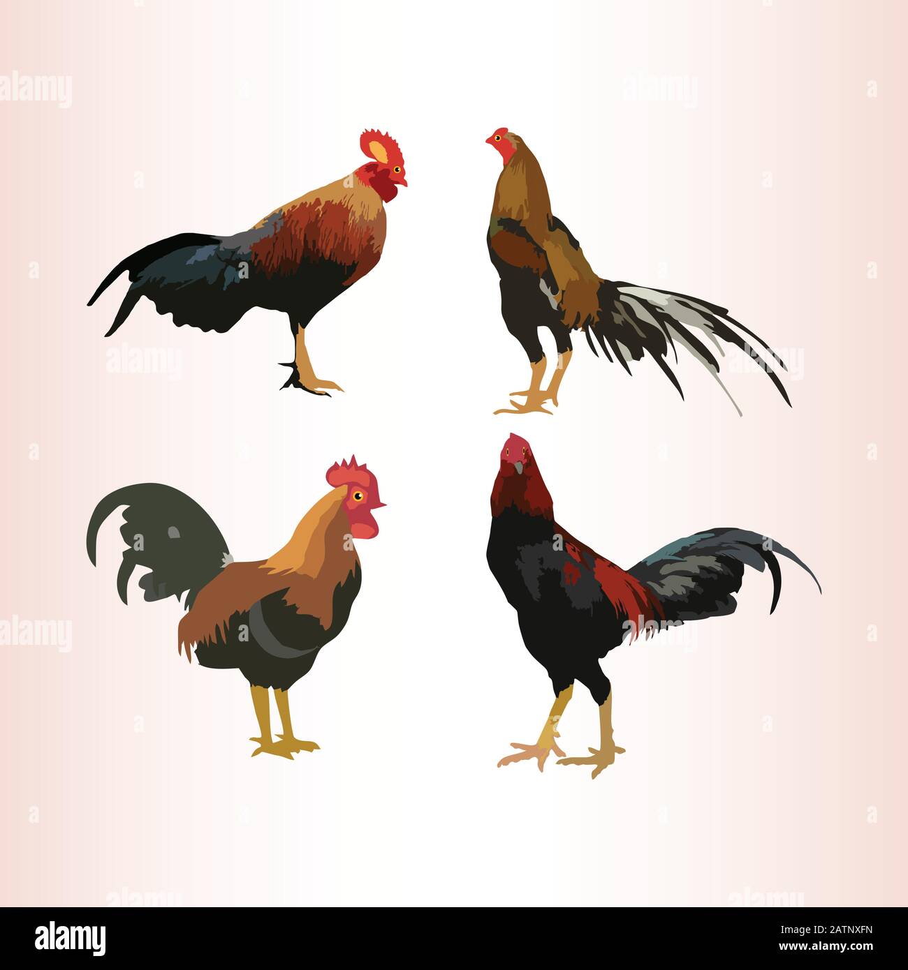 Rooster and cock. design style vector illustrations set of icons Stock ...