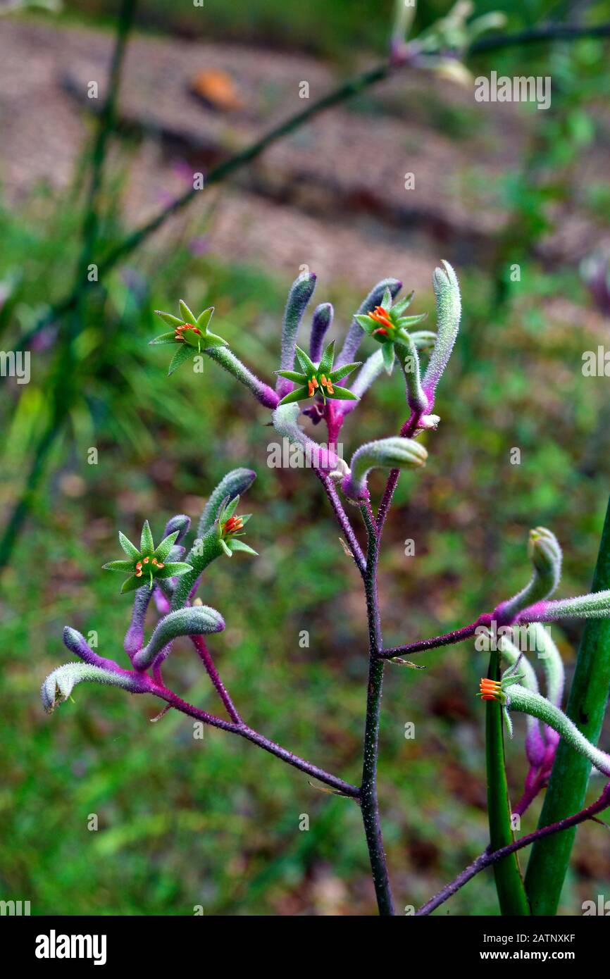 Australia, flowering kangaroo paw Stock Photo Alamy