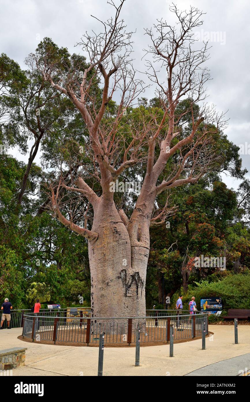 Perth, WA, Australia - November 29, 2017: Unidentified people and Boab tree in public Kings park Stock Photo