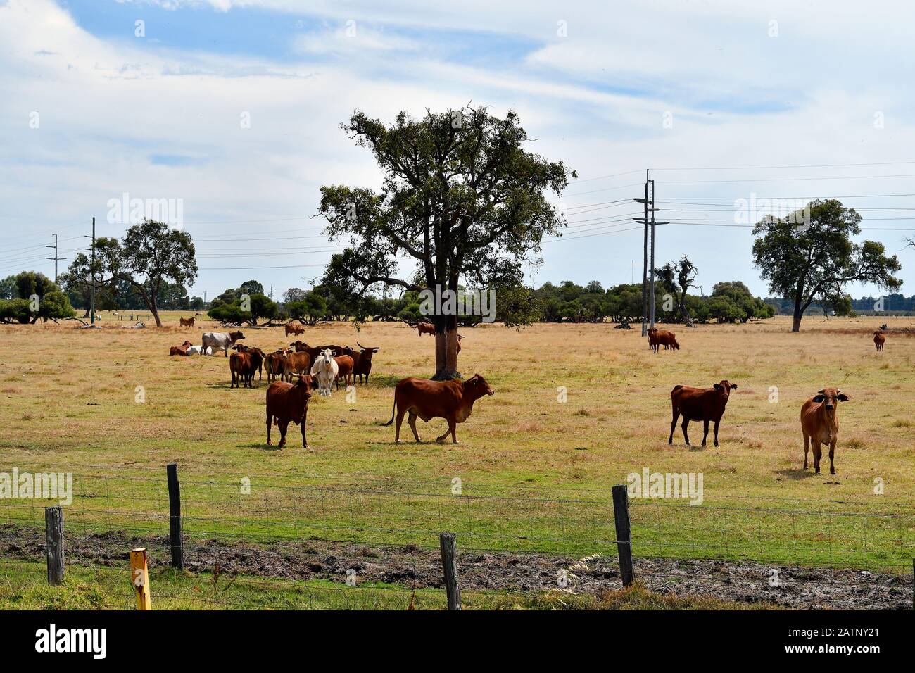 Australia, cattles on pasture Stock Photo