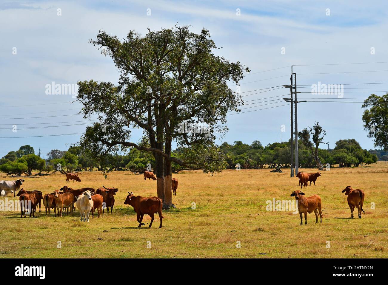 Australia, cattles on pasture in Western Australia Stock Photo