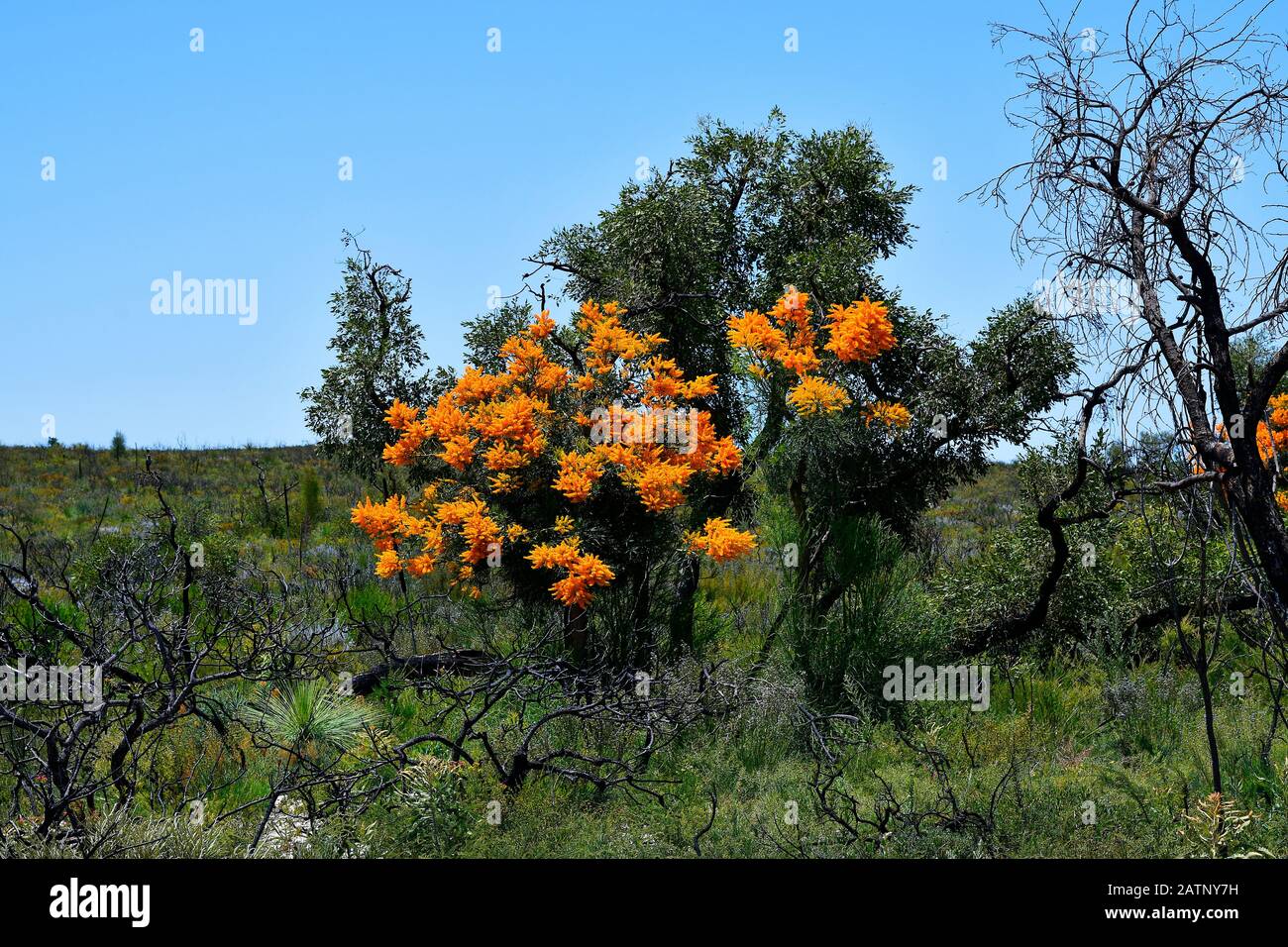 Australia, landscape with flowering Western Australian Christmas tree Stock Photo
