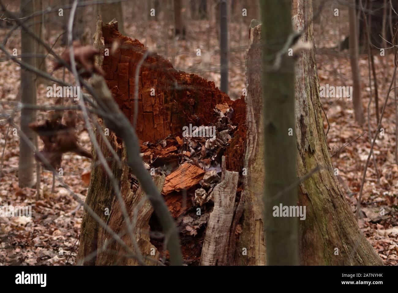 Broken tree stump in forest Stock Photo
