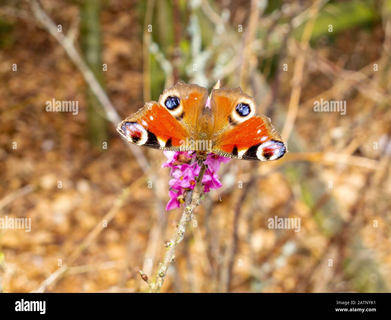 Adorable peacock butterfly, Aglais io or European peacock perched on an April bush branch with purple blossoms Stock Photo