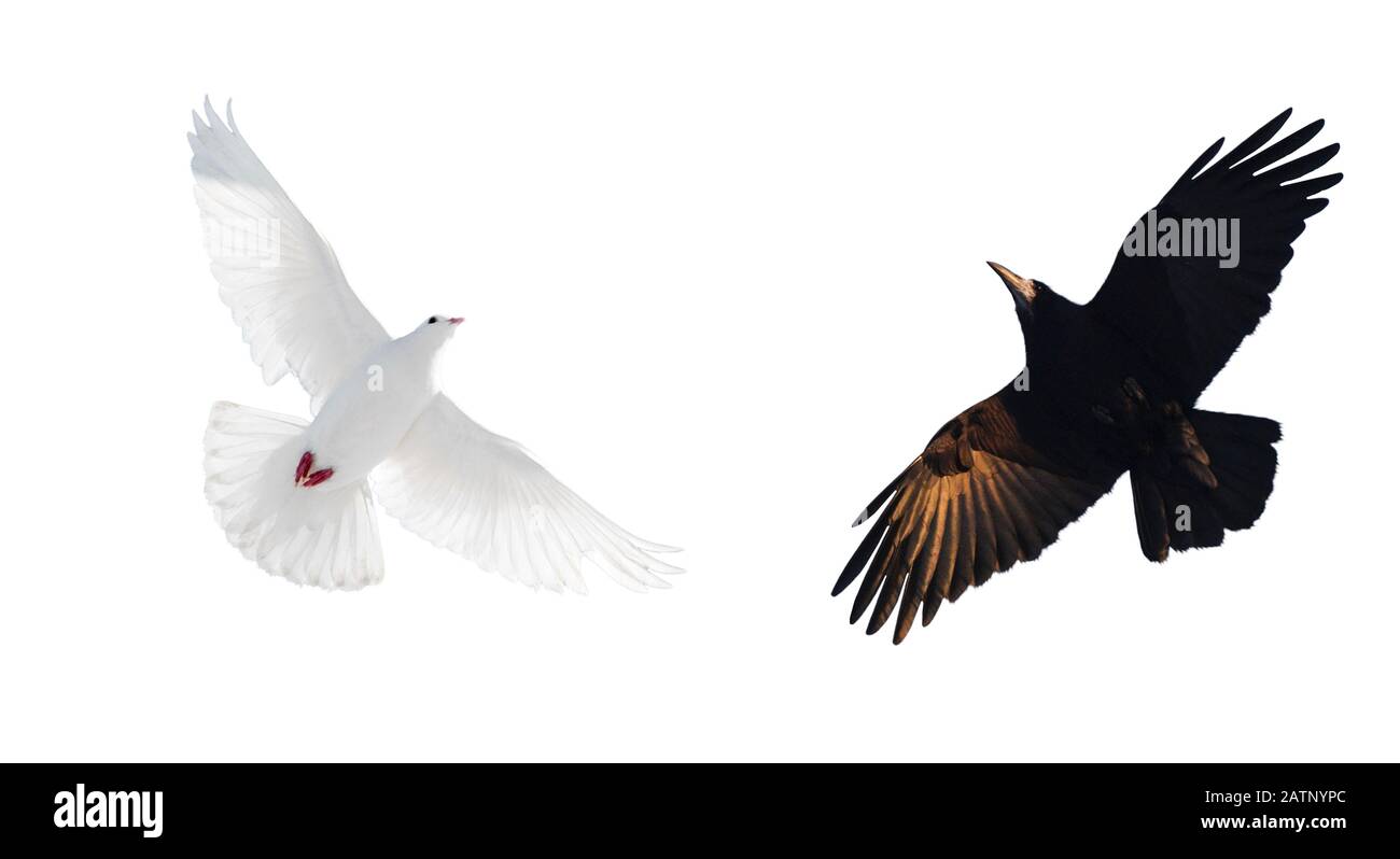 black and white bird on a white background, good and evil Stock Photo