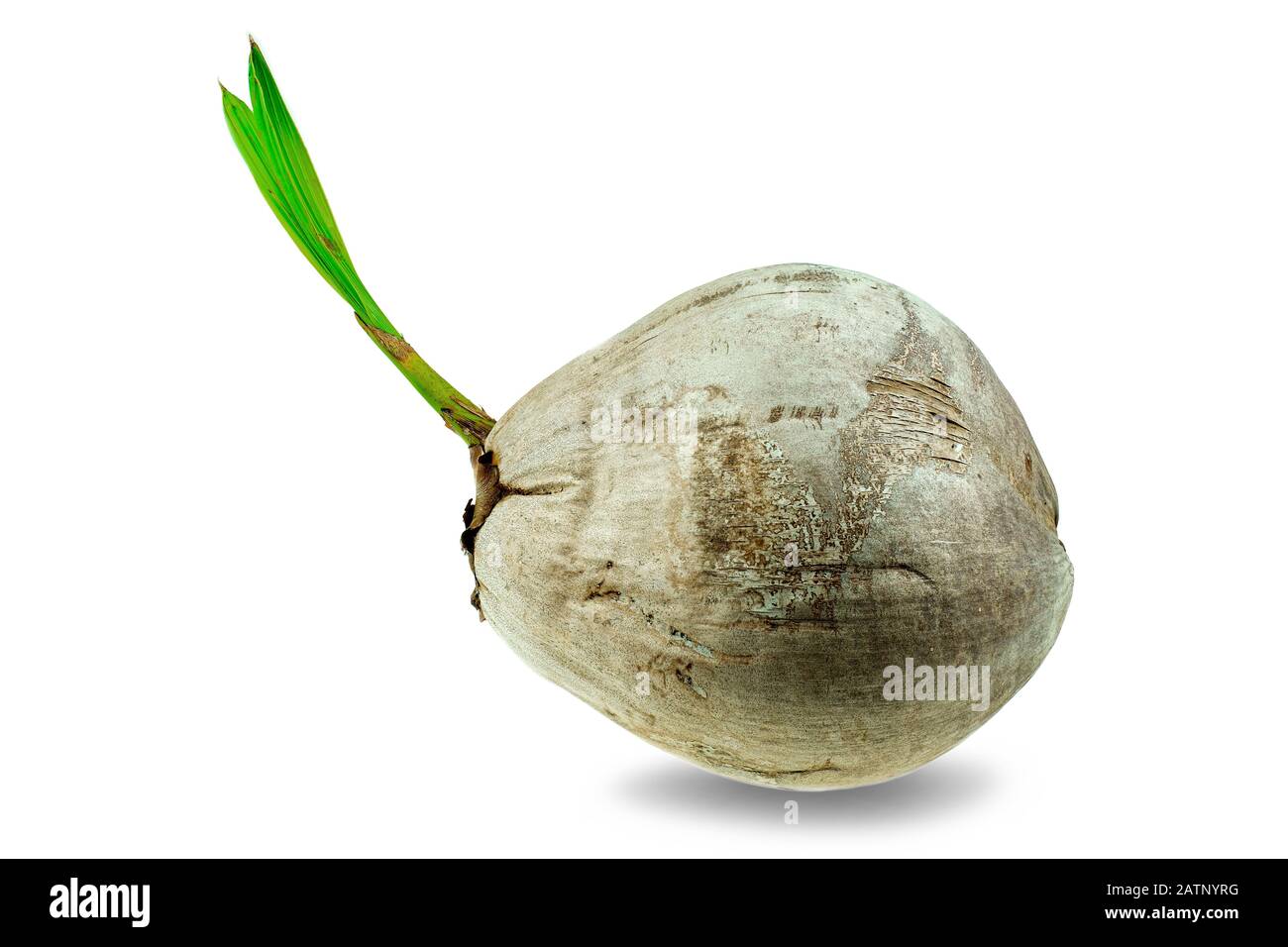 Young sprout of coconut tree grown up at the white background, Seedlings are growing Stock Photo