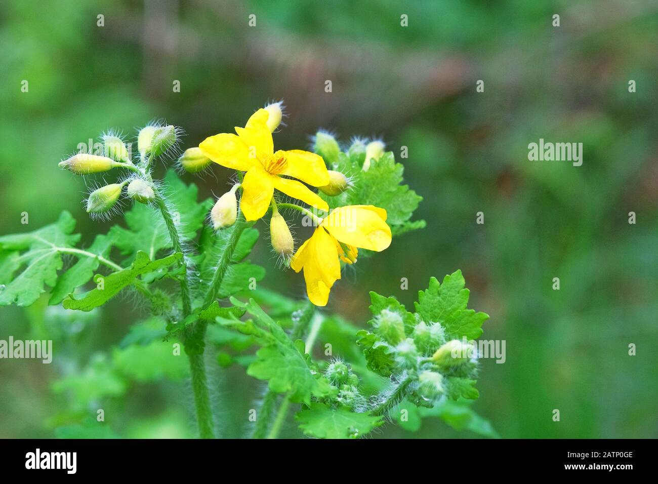 Celandine flowers on green nature blurred background on meadow. Medicinal herb. Yellow flowers for herbal medicine. Stock Photo