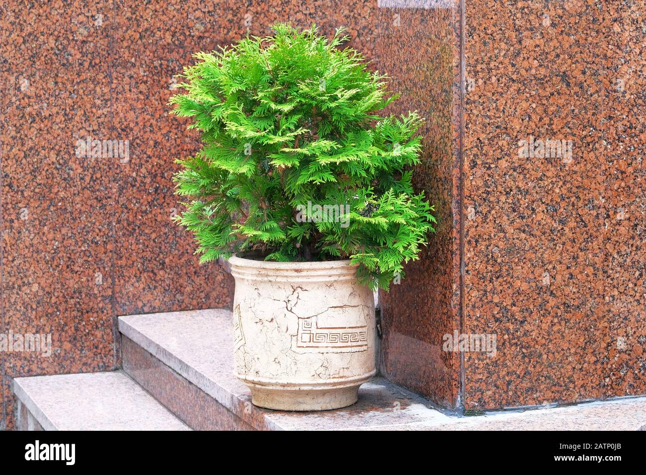Cypress in outdoors pot. Thuja occidentalis danica in container, coniferous trees. Landscape design in city. Stock Photo