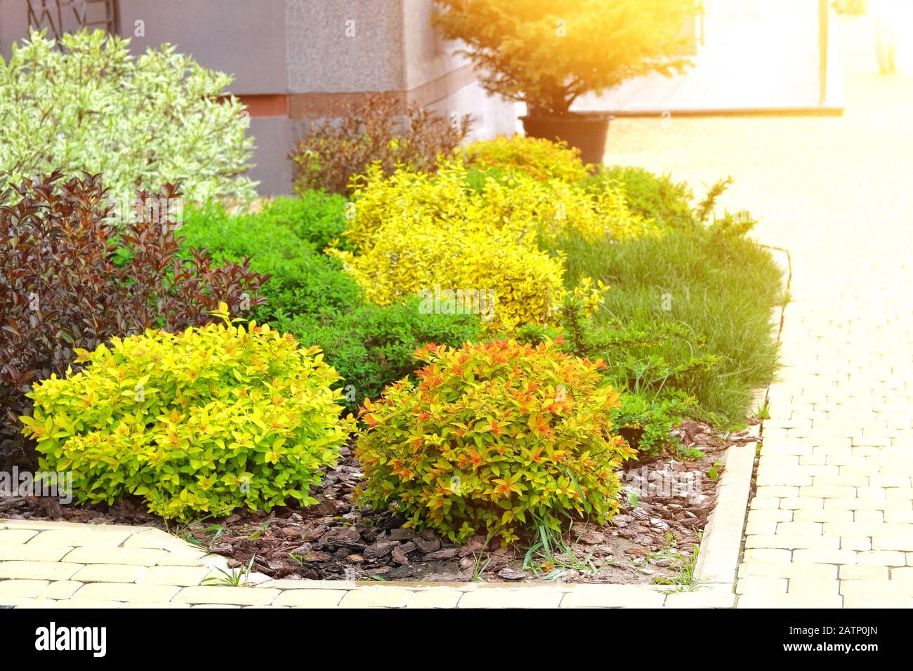Japanese Spirea On The Streets Of A Residential Complex Of The City Landscaping And Decoration Of City Streets Decorative Green Bushes Stock Photo Alamy