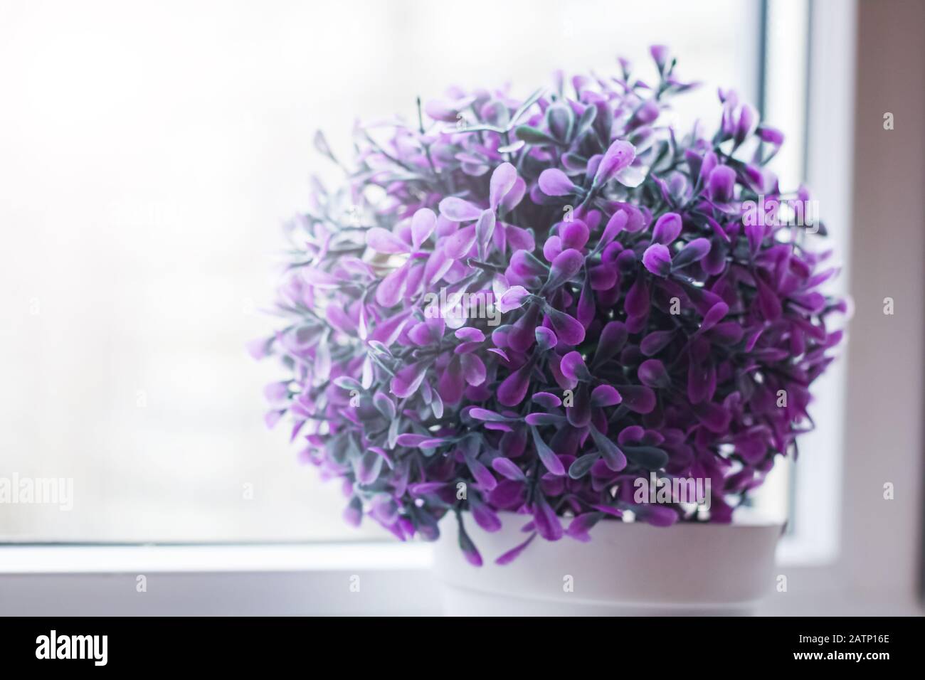 Home plant with purple little flowers on the windowsill Stock Photo