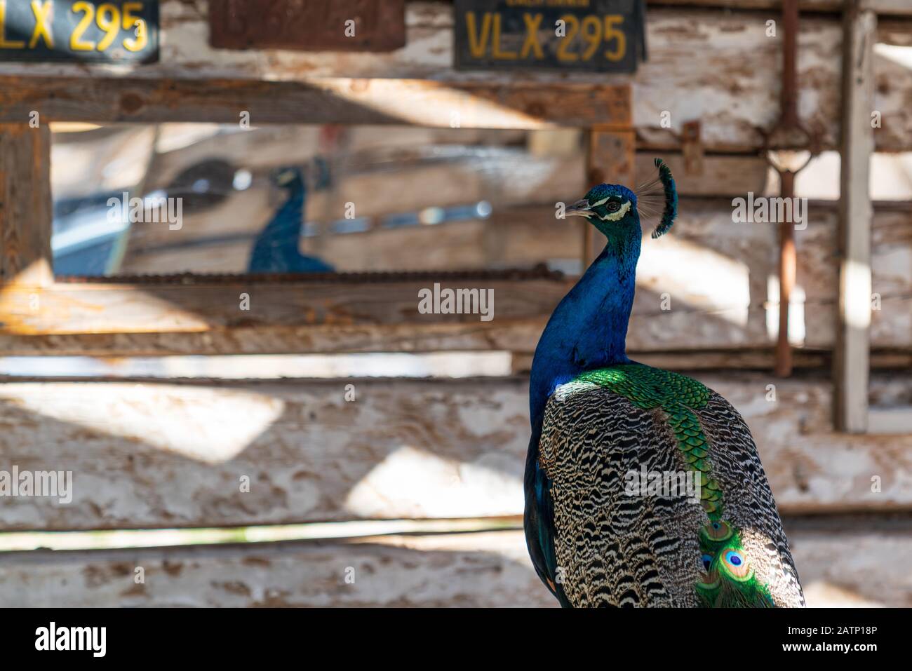 Pecock hi-res stock photography and images - Alamy