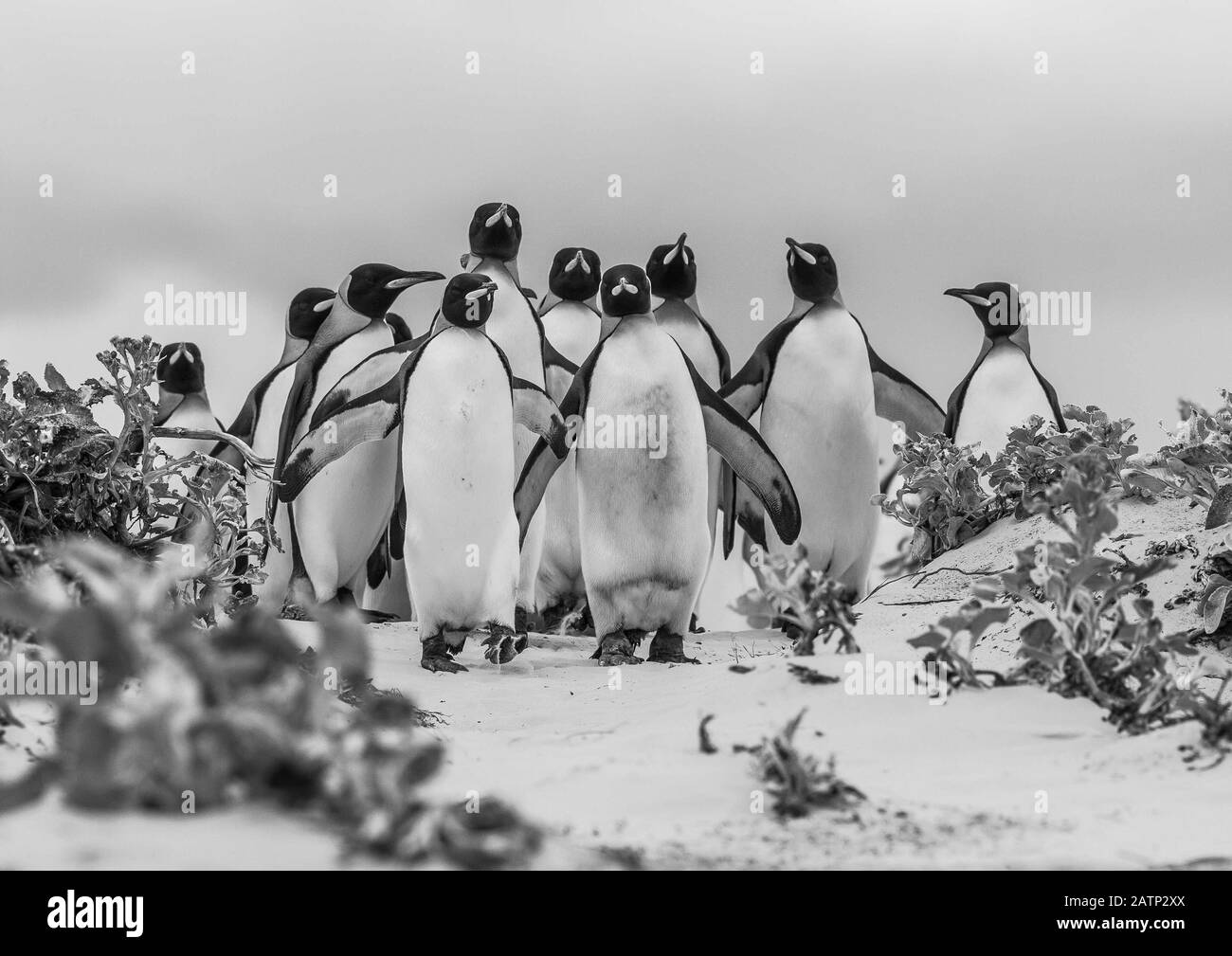 The king penguin (Aptenodytes patagonicus) is the 2nd largest species of penguin and breeds at several locations in the Falkland Islands Stock Photo