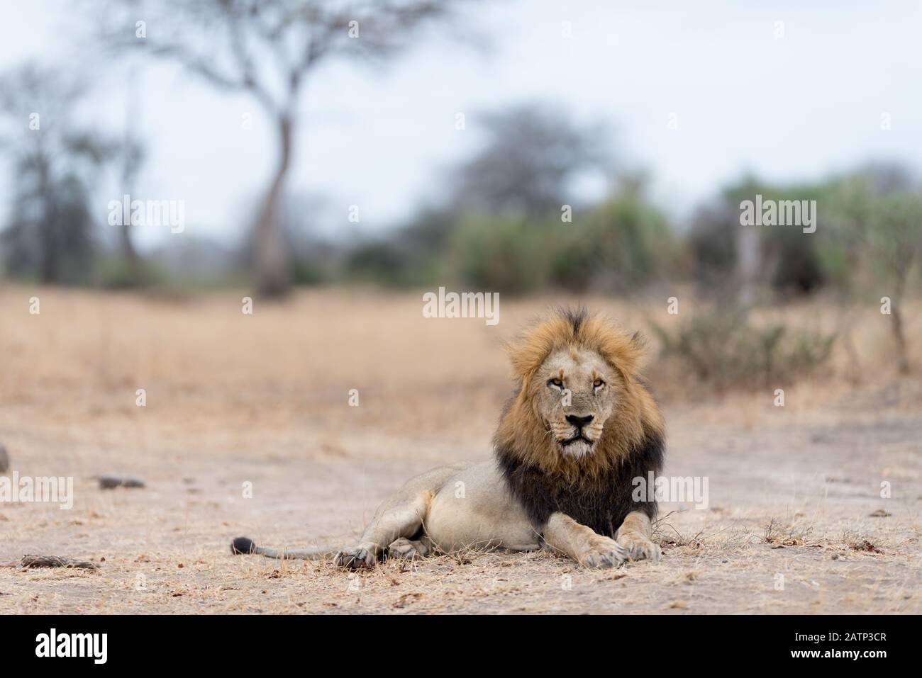 African male lion dark mane hi-res stock photography and images - Alamy