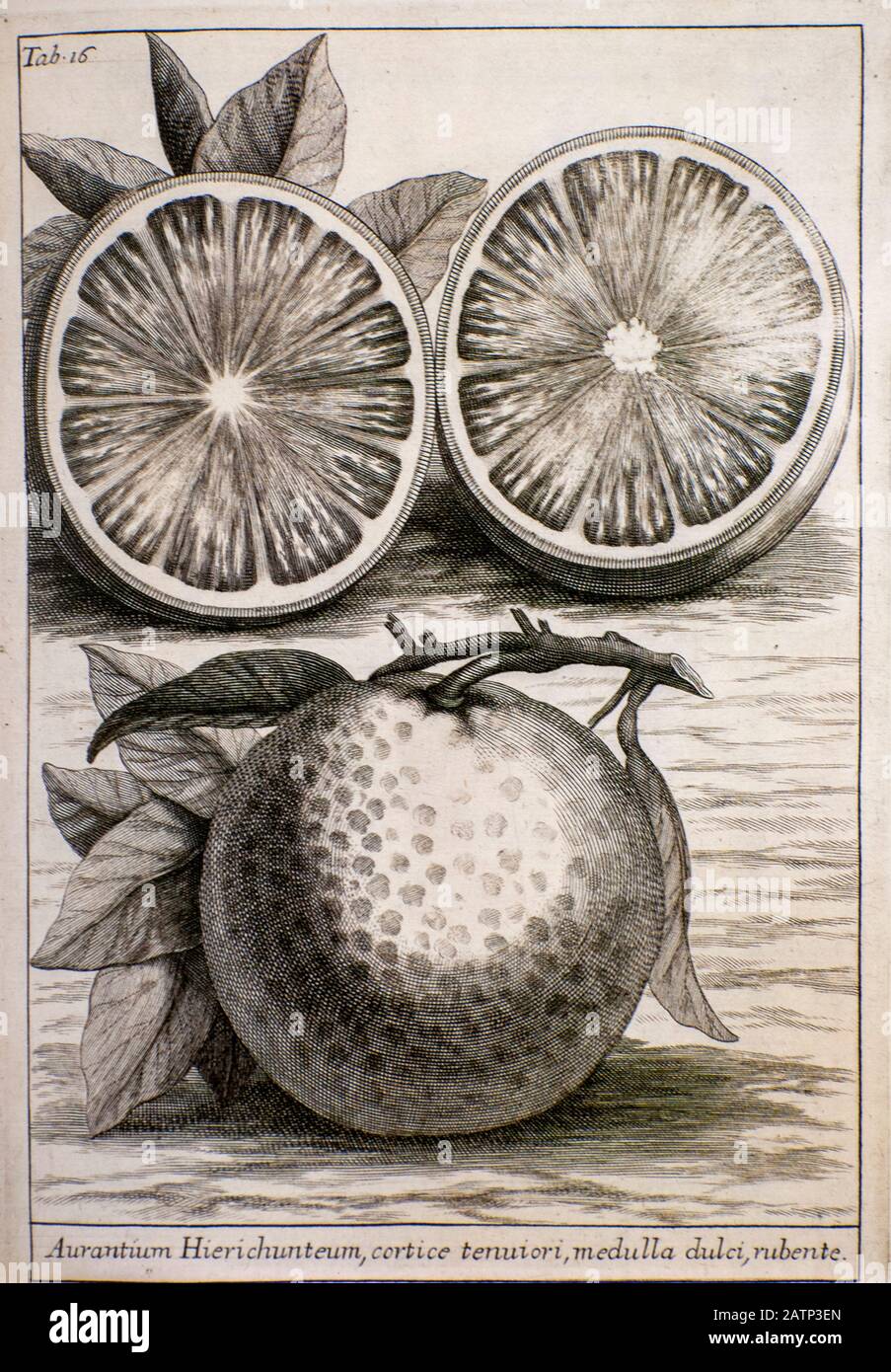 Citrus fruit (Orange) engraved botanical plates from 'Catalogus plantarum horti Pisani' by Michelangelo Tilli (Pisa 1723) Stock Photo