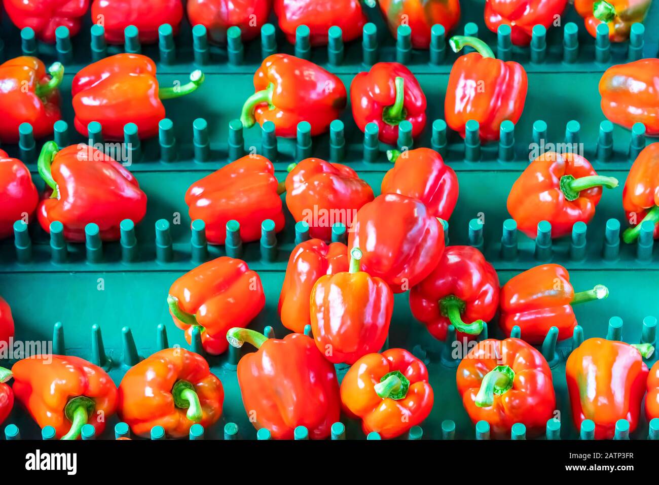 Sorting of red bell peppers on a conveyor belt during harvest Stock Photo