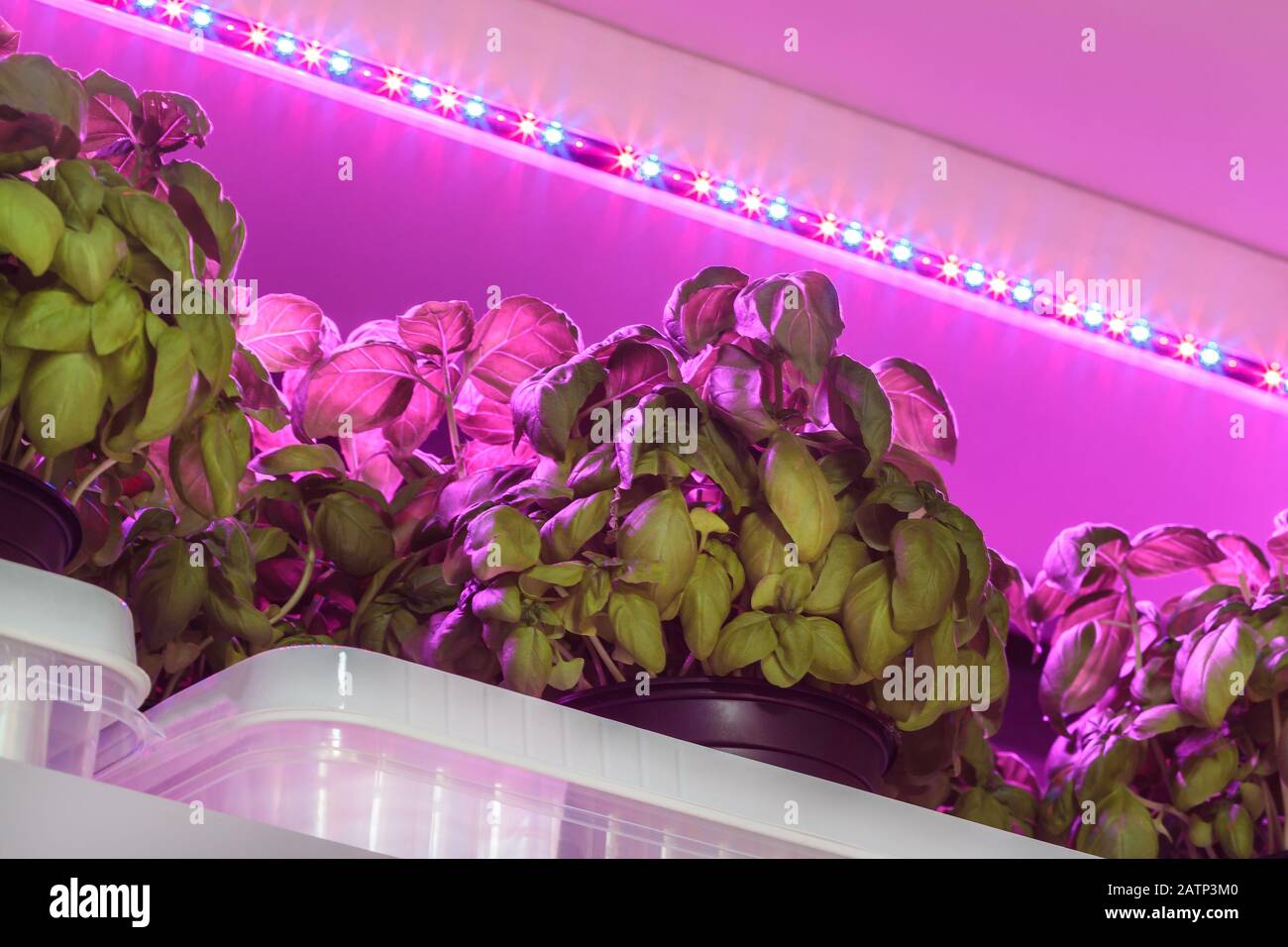 Purple LED lighting used to grow basil inside a warehouse without the need of sunlight Stock Photo