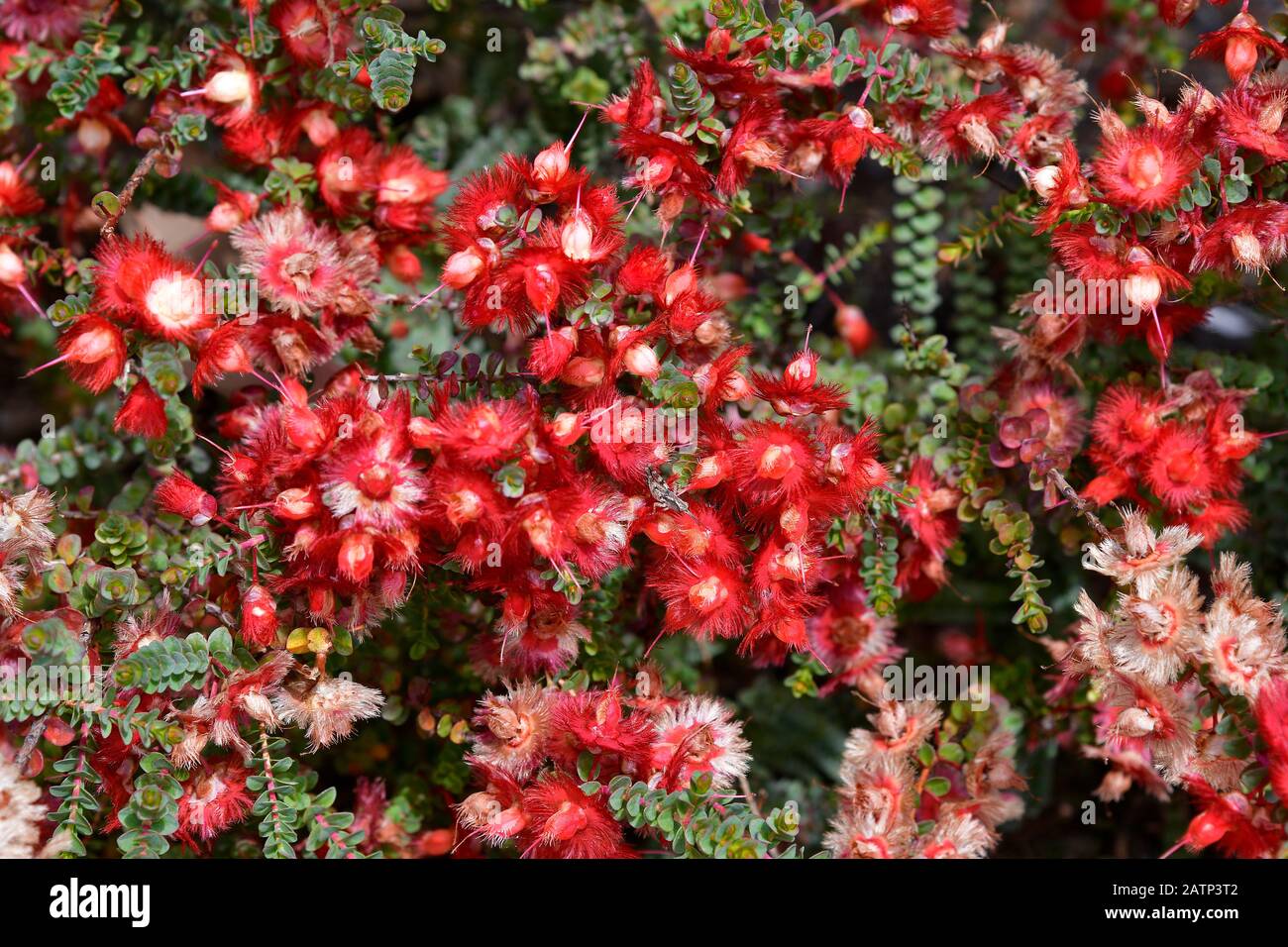 Australia, Verticordia etheliana is an endemic flower in the myrtle family Stock Photo