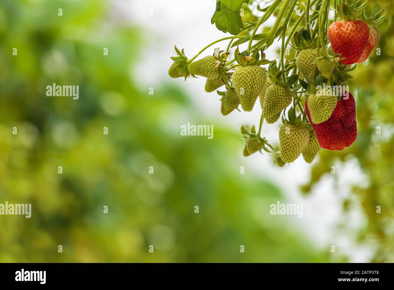 Rows ripe unripe strawberries hi-res stock photography and images - Alamy