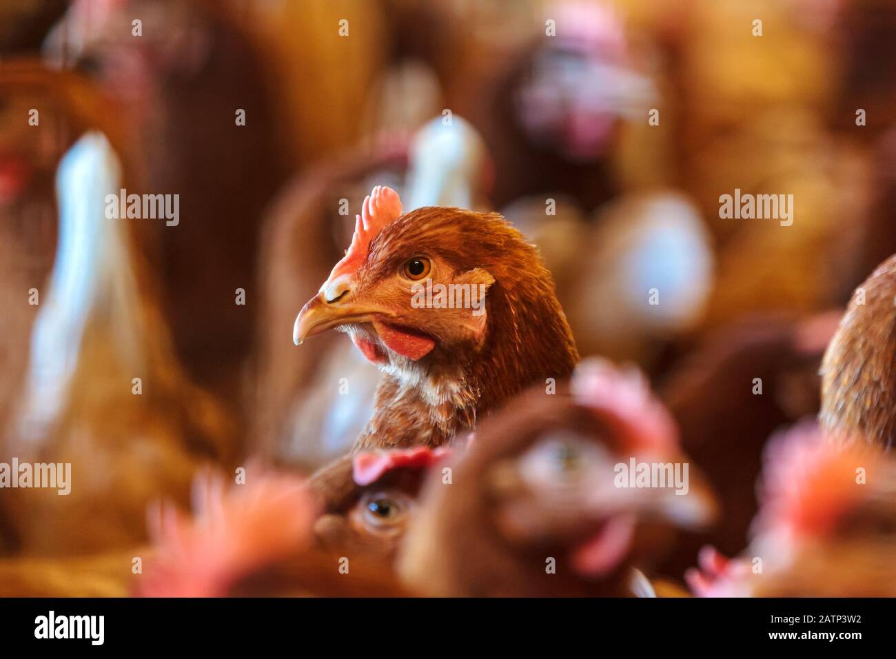 Curious brown hen on an organic free range chicken farm Stock Photo