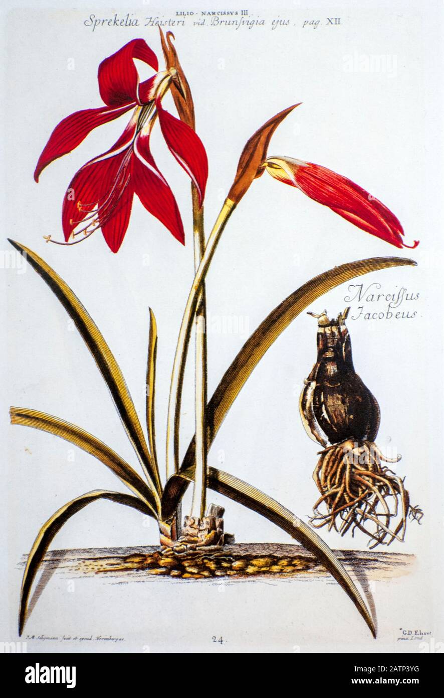 Coloured Copperplate engraving of a Sprekelia formosissima (Jacobean Lily) from hortus nitidissimus by Christoph Jakob Trew (Nuremberg 1750-1792) Stock Photo