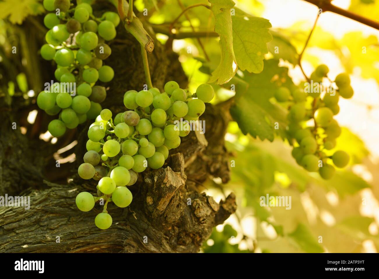 Weinstock in der Sonne Stock Photo