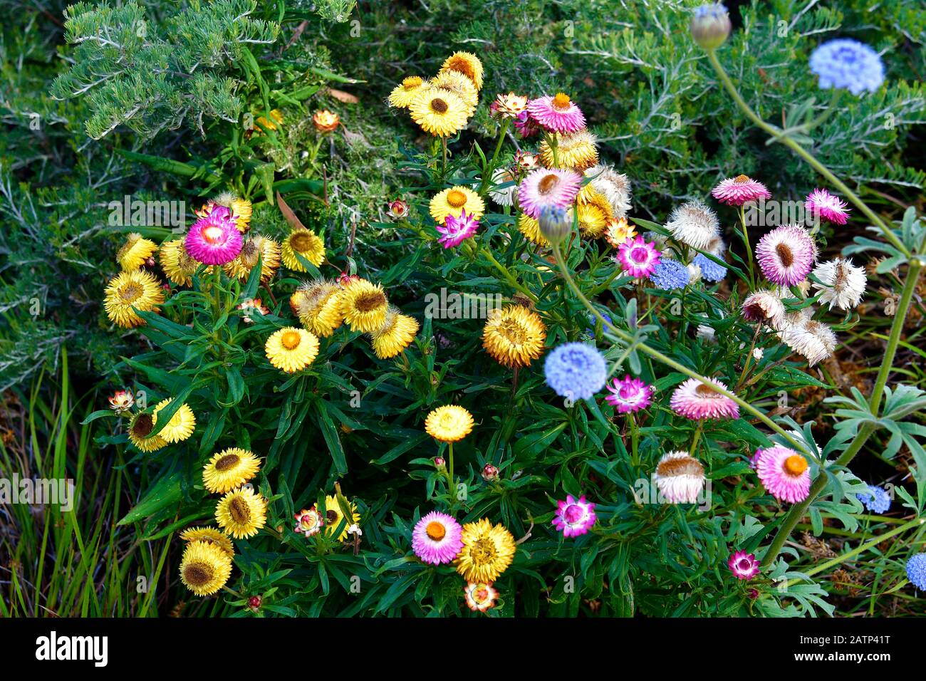 Australia, everlasting daisy flowers Stock Photo Alamy