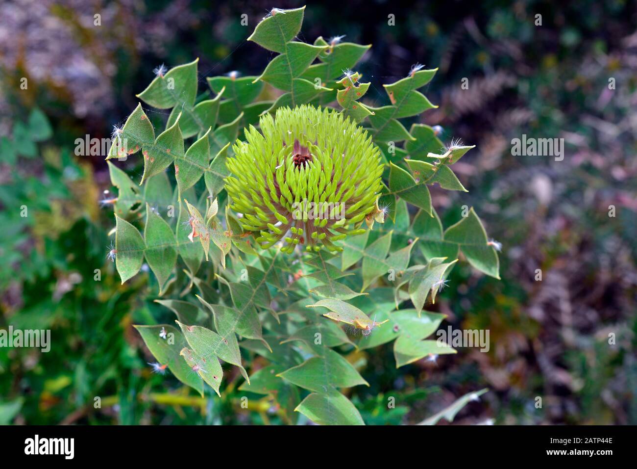 Australia, Baxter's Banksia, a shrub endemic in Western Australia Stock Photo