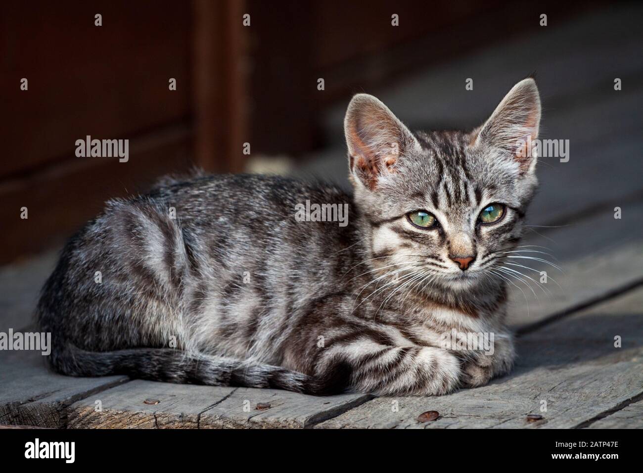 gray tiger kitten