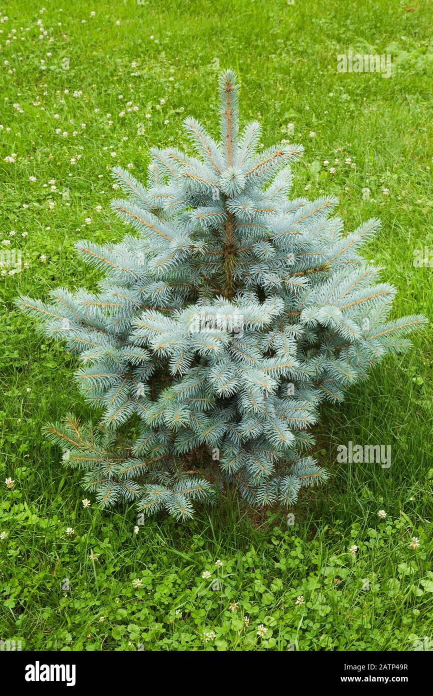 Picea pungens 'Colorado Blue' - Spruce tree sapling and green grass lawn in summer Stock Photo