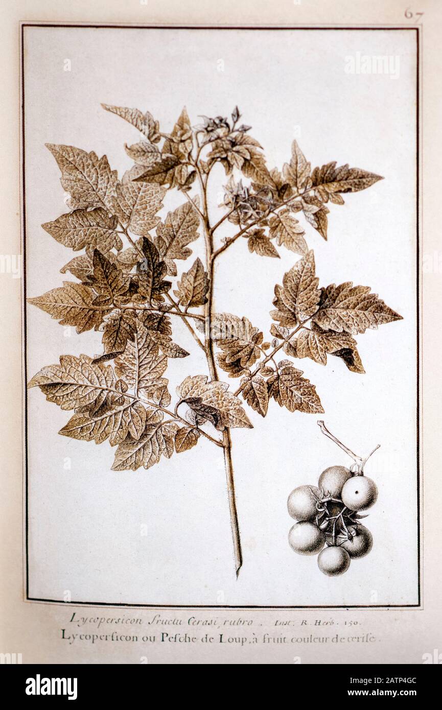 tomato plant Self impression from Nature Self Impressions manuscript by Jean-Nicolas La Hire Published in Paris in 1720 Stock Photo