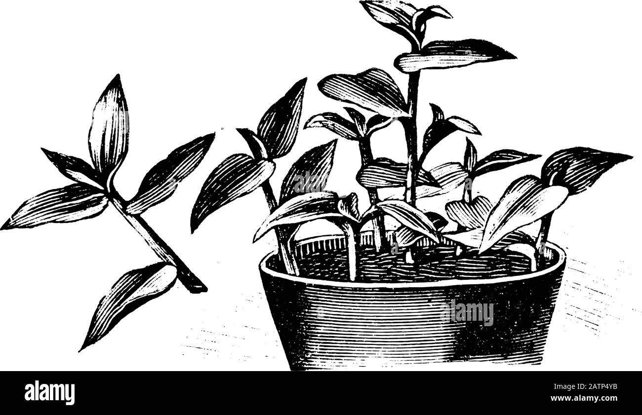 Antique vintage line art illustration, engraving or drawing of pot with Tradescantia cuttings, propagation and cloning . From book Plants in Room, Prague, 1898. Stock Vector