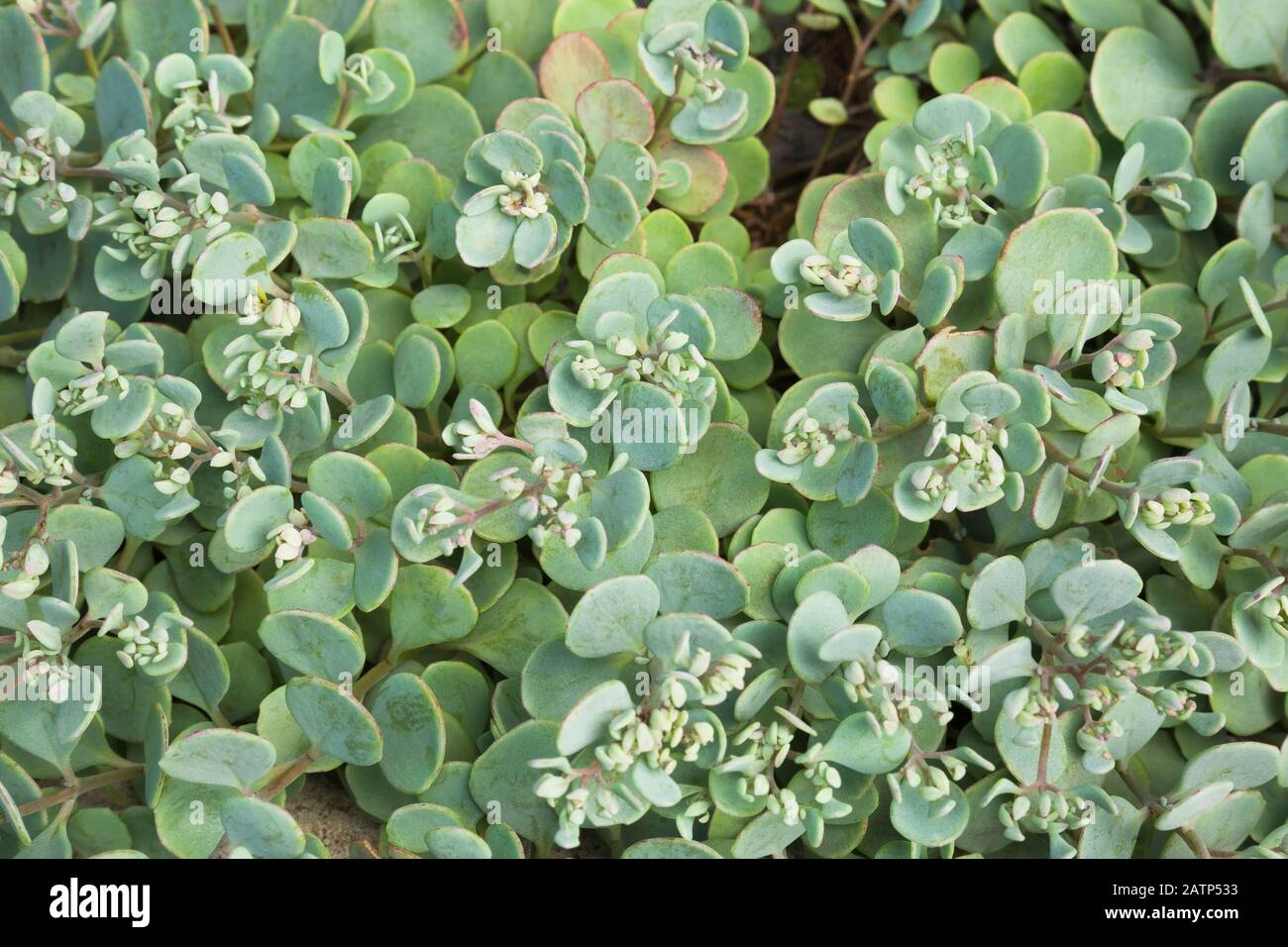 Spreading Sedum sieboldii 'October daphne' - Stonecrop succulent plants Stock Photo