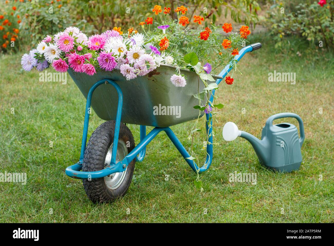 Morning after work in summer garden. Wheelbarrow with flowers, watering can on green grass. Stock Photo