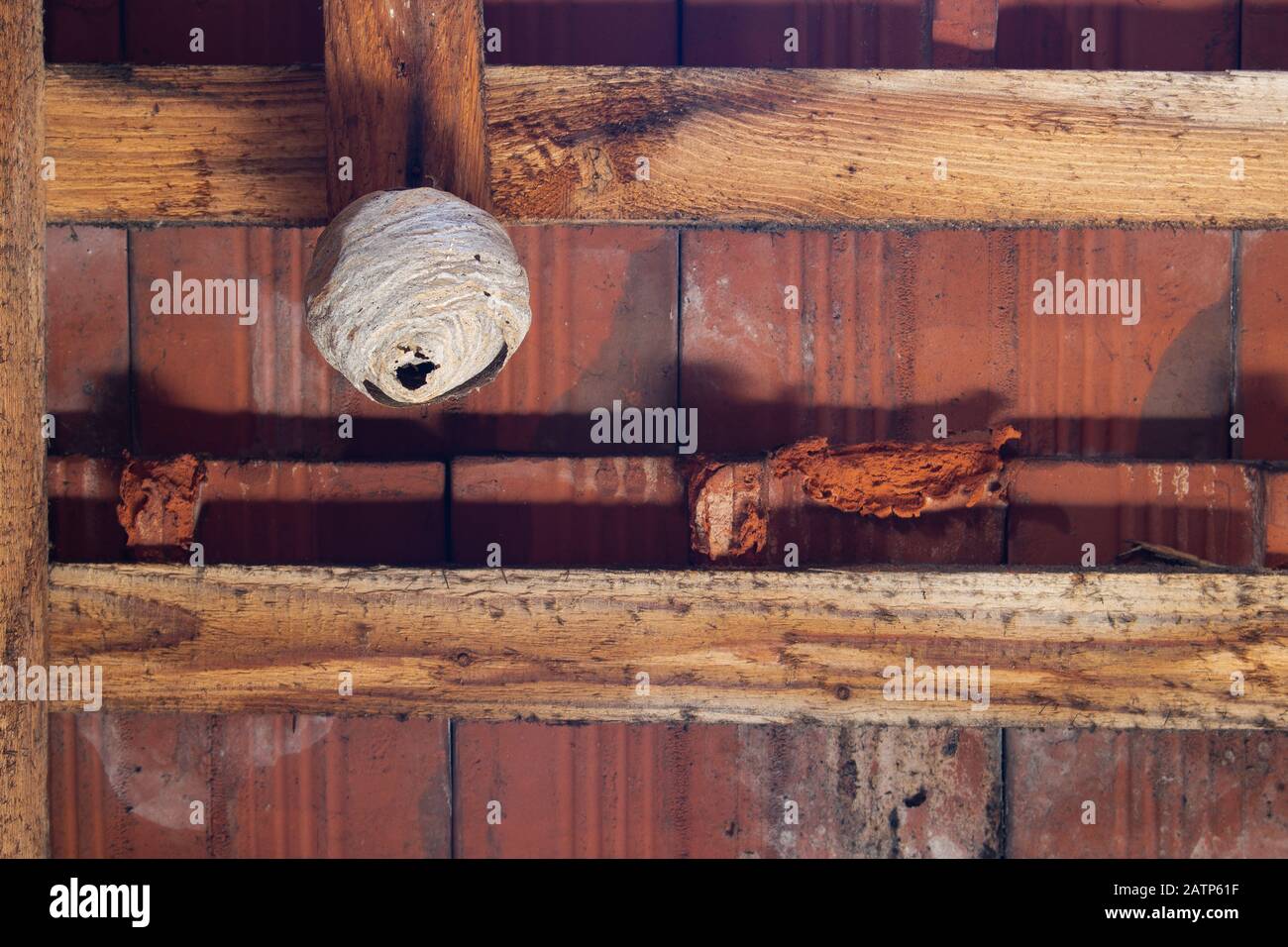 Nest in the attic hires stock photography and images Alamy