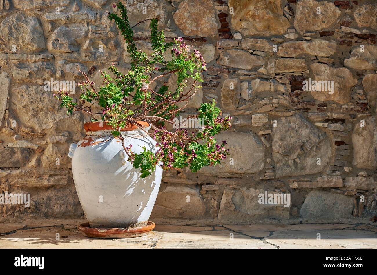 Flower pot with Geranium on the street of Lania village.  Limassol. Cyprus Stock Photo