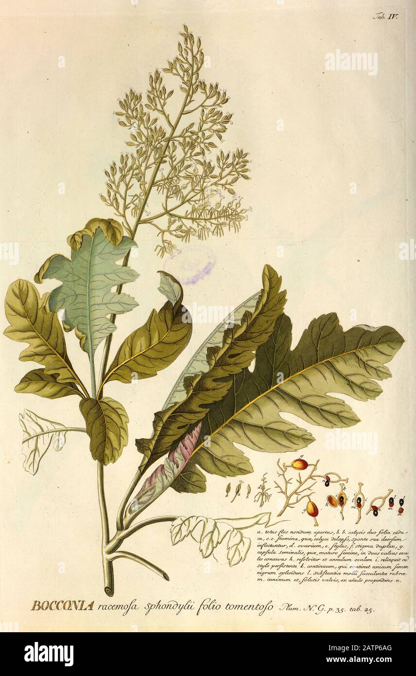 Coloured Copperplate engraving of a Bocconia plant from hortus nitidissimus by Christoph Jakob Trew (Nuremberg 1750-1792) Stock Photo