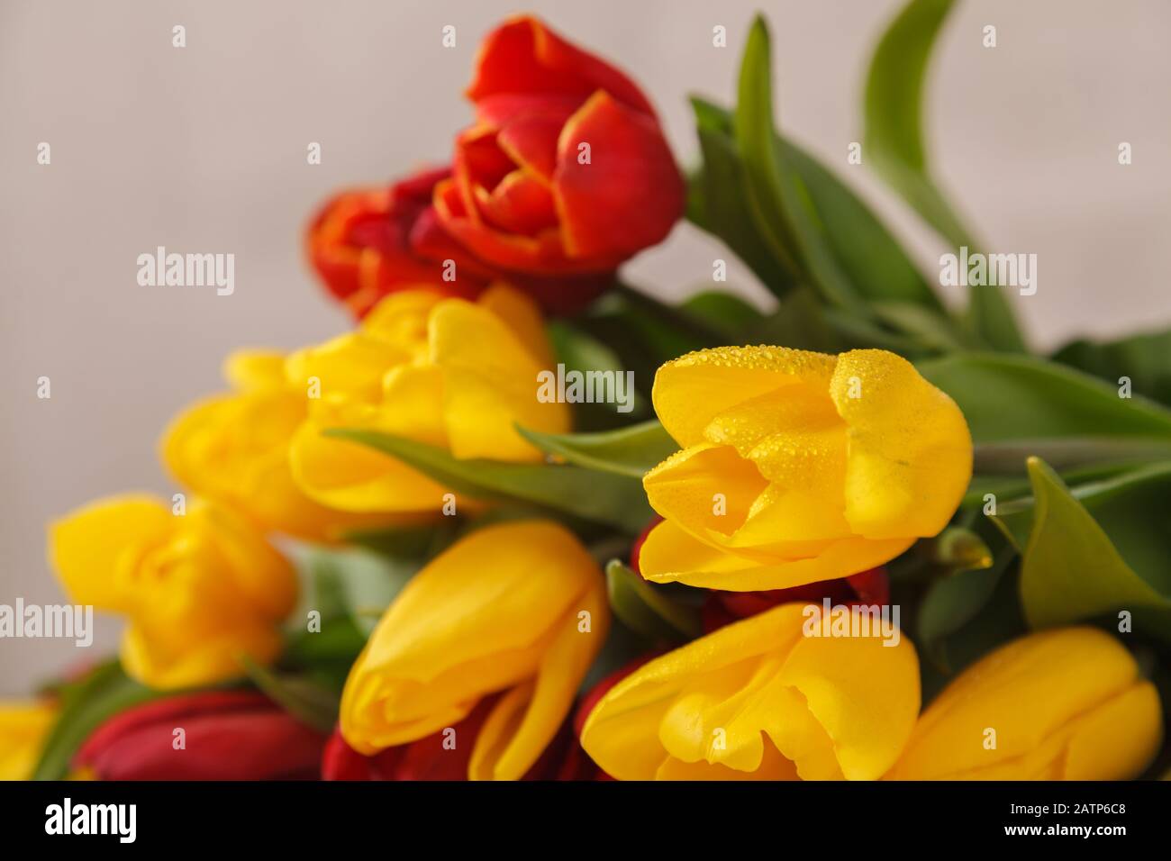 Yellow red flowers tulips fresh bouquet with green leaves and stem with ...