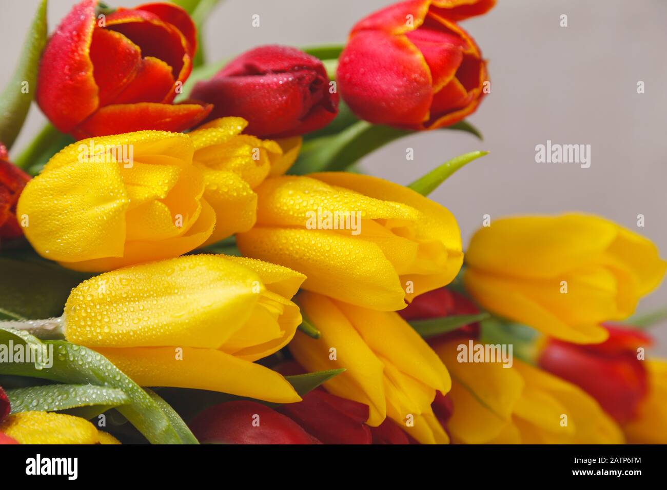 Yellow red flowers tulips fresh bouquet with green leaves and stem with ...