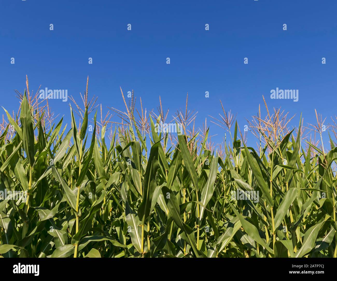 corn field with bright blue sky Stock Photo