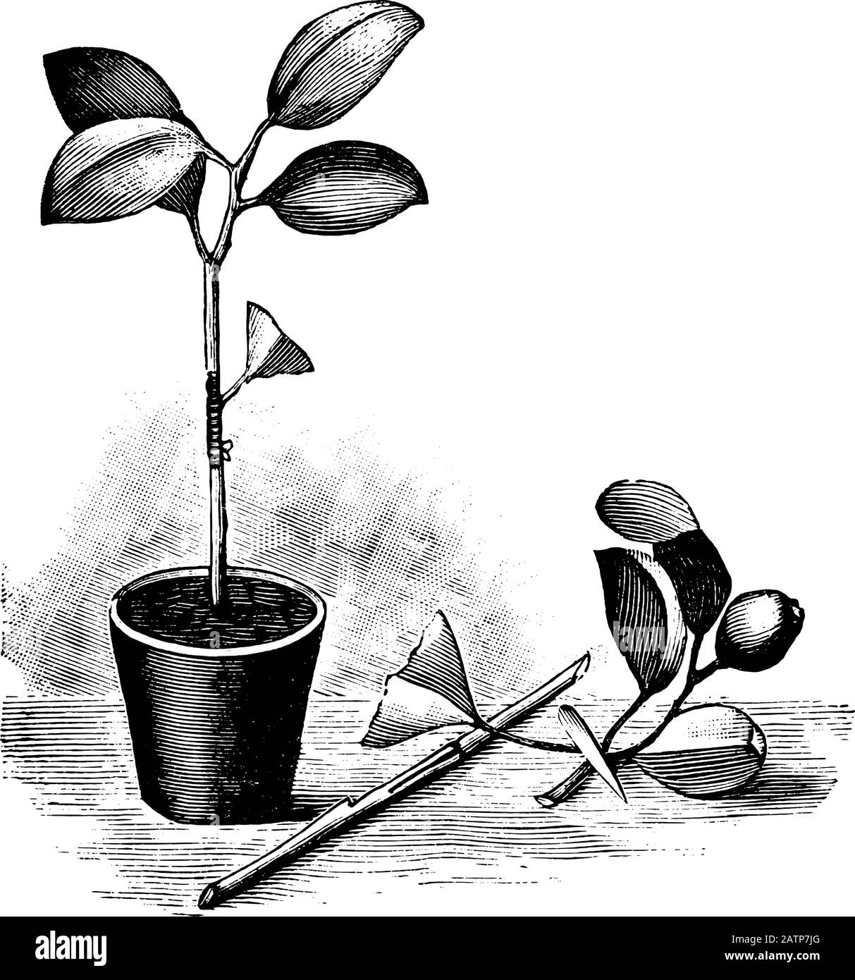 Antique vintage line art illustration, engraving or drawing of budding or grafting of orange tree in pot. From book Plants in Room, Prague, 1898. Stock Vector