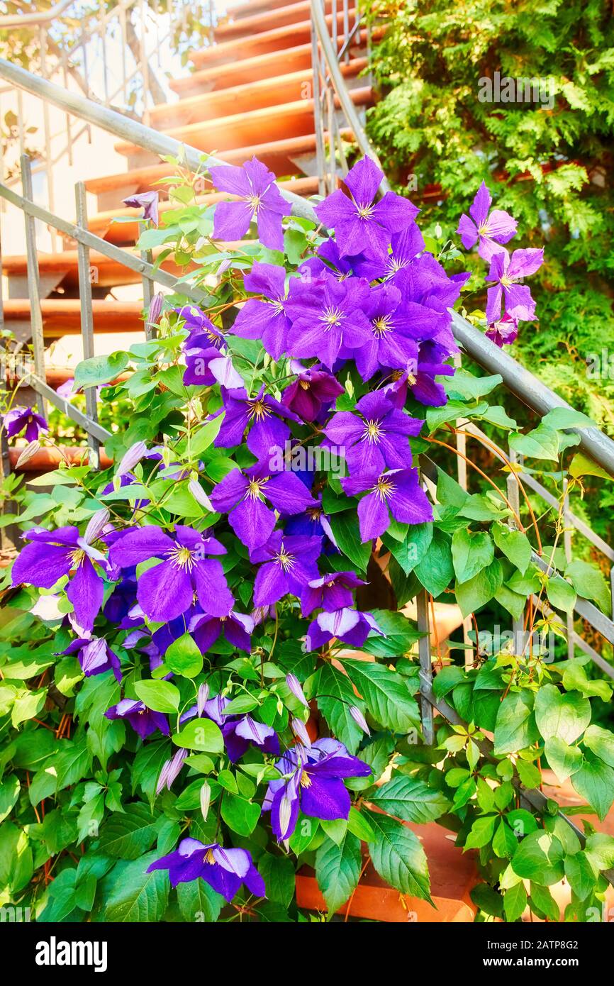Purple princess flower or glory bush in an outdoor garden Stock Photo