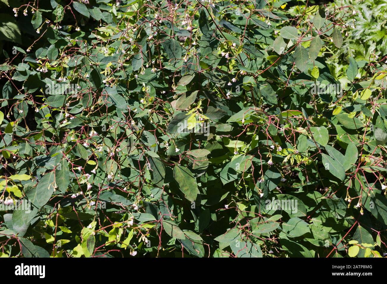 Flowering Apocynum androsaemifolium - Spreading Dogbane  poisonous plant in summer Stock Photo
