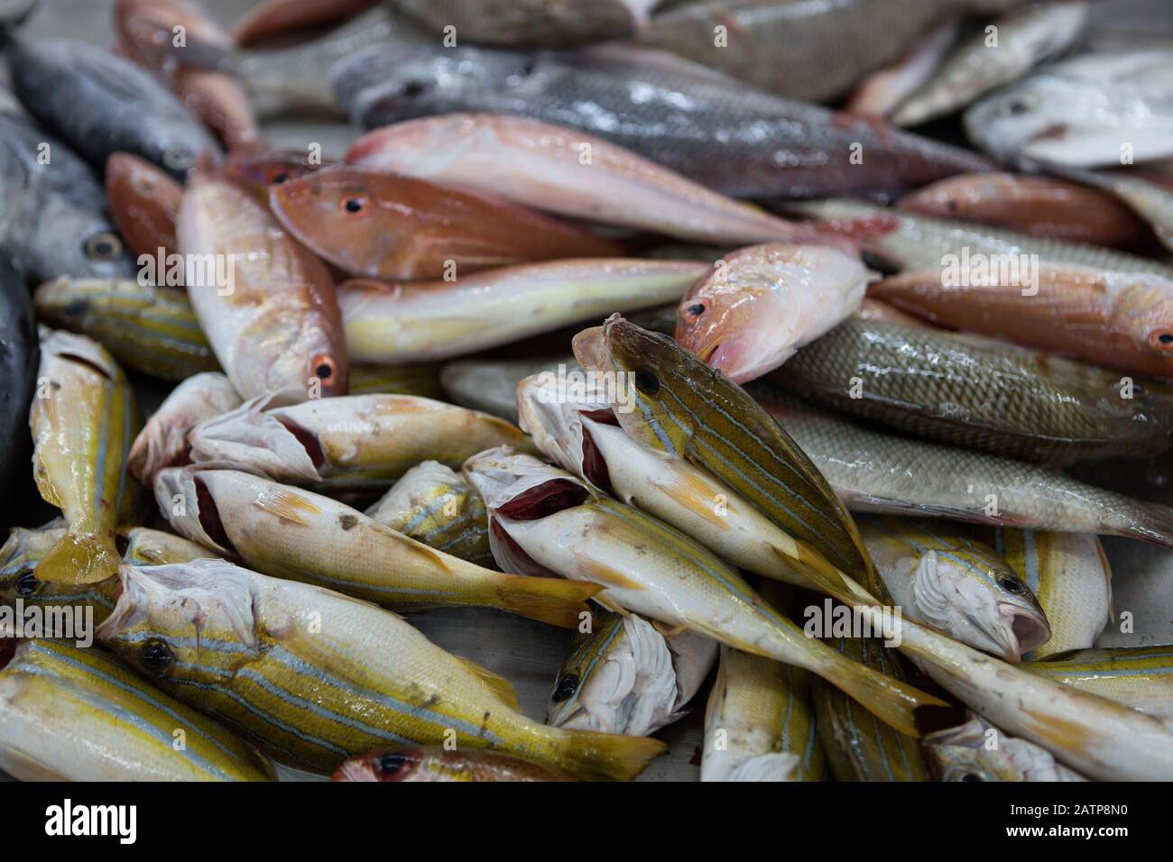 Sea fishes on the counter in Muscat fish shop Stock Photo Alamy