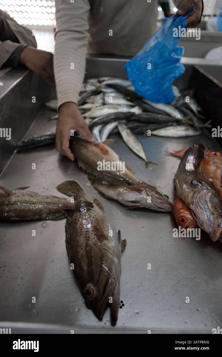 Sea fishes on the counter in Muscat fish shop Stock Photo Alamy