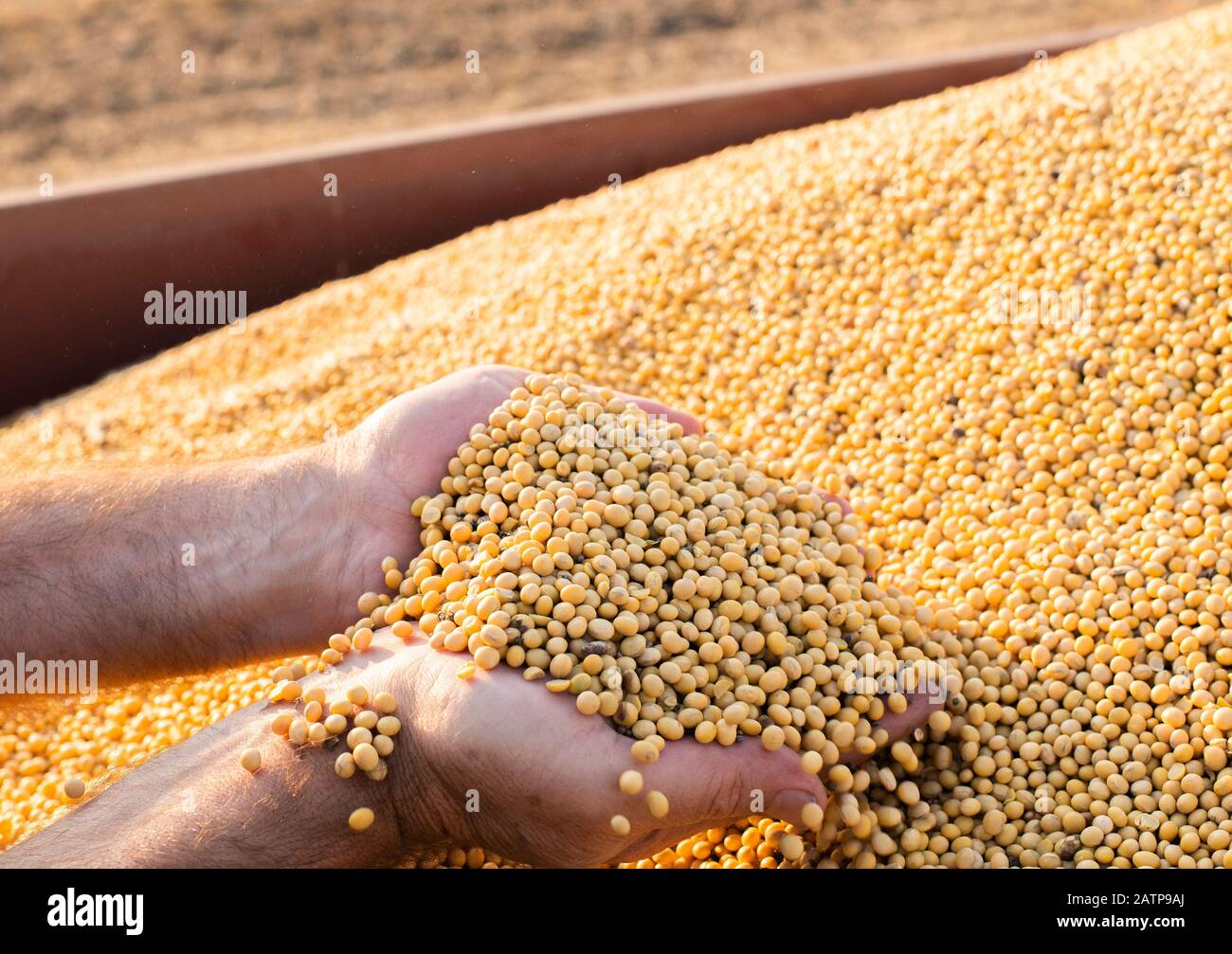 Hands of peasant holding soy beans after harvest Stock Photo Alamy