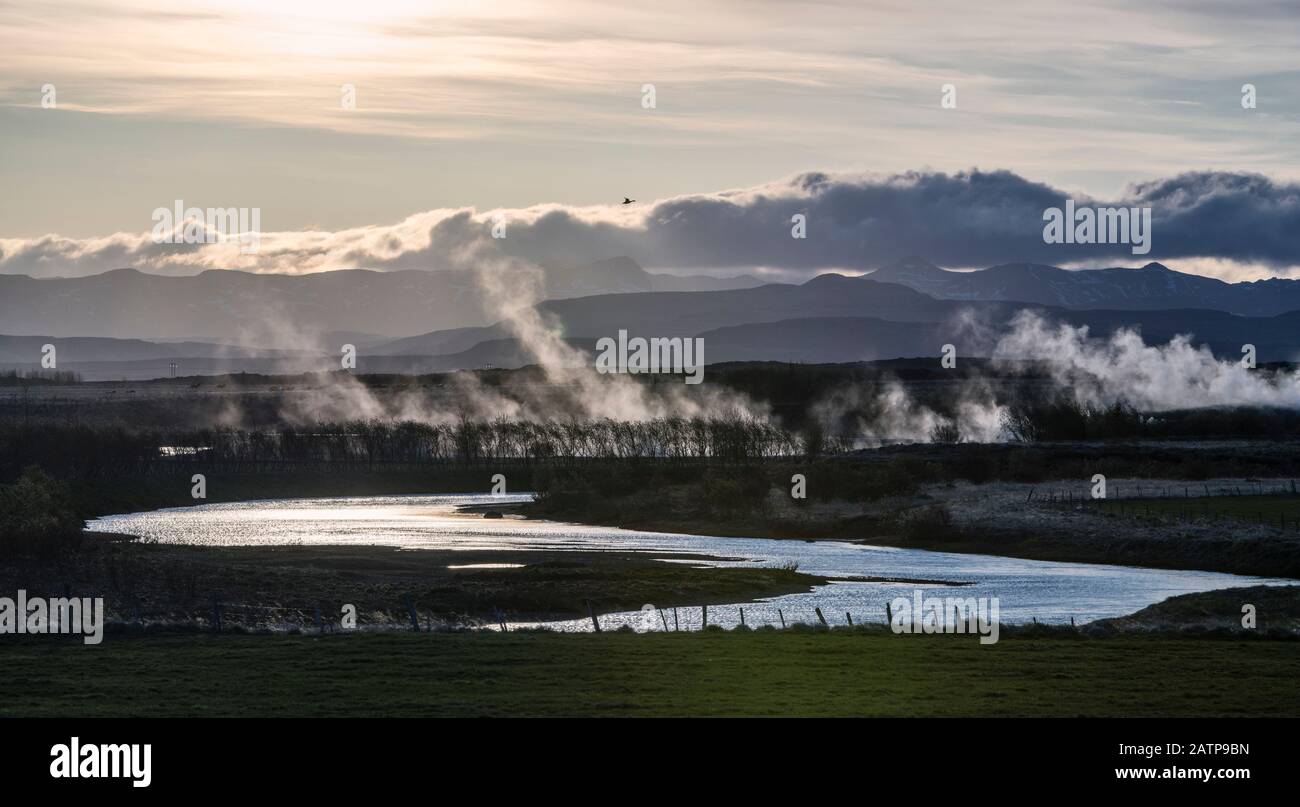 A solitary wild goose flying over a steaming landscape near Reykholt, West Iceland Stock Photo