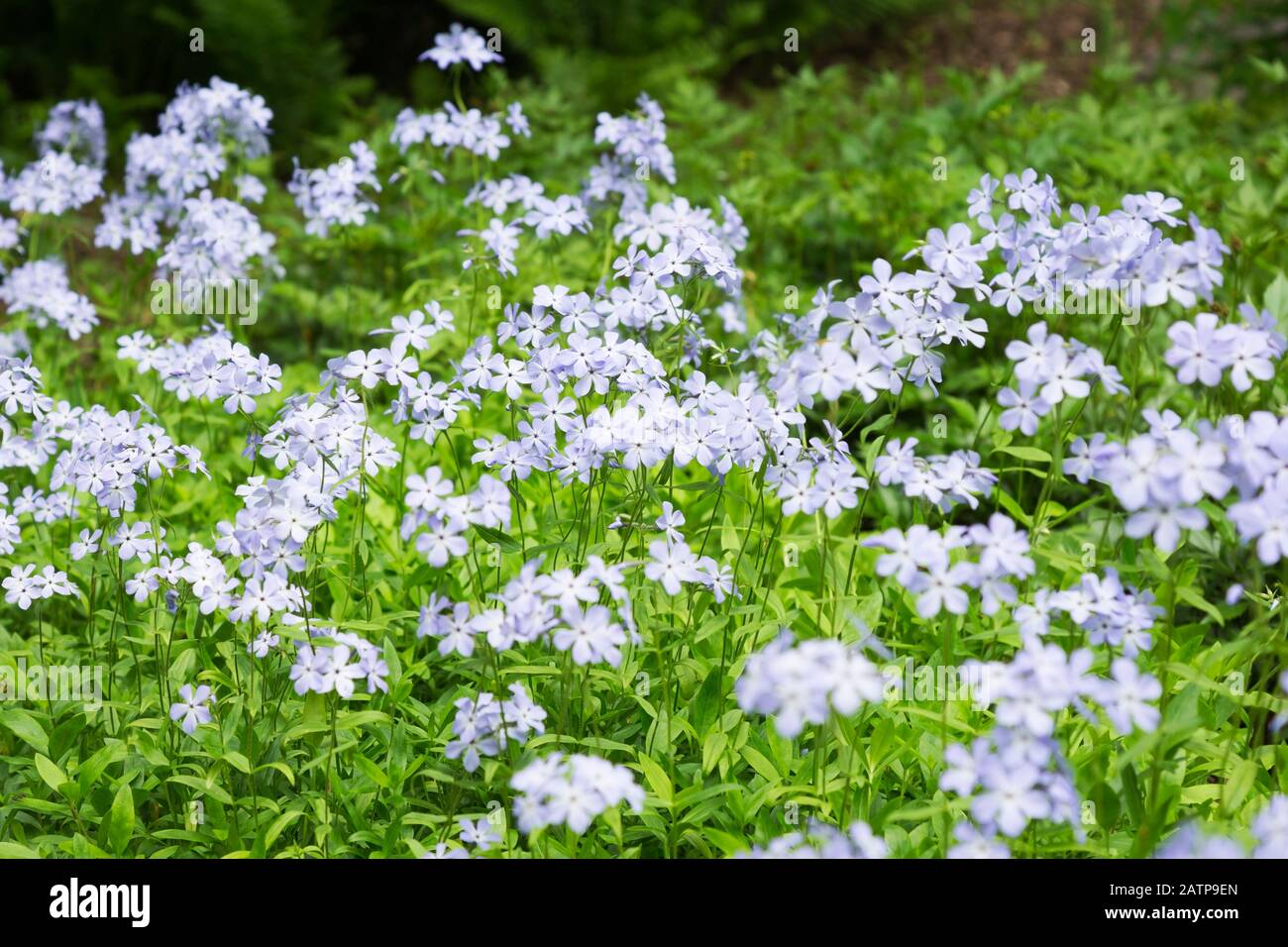 Phlox divaricata 'Blue phlox' in woodland border in spring Stock Photo