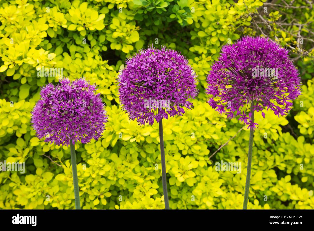 Purple flowering Allium Onion plants in border in spring Stock Photo