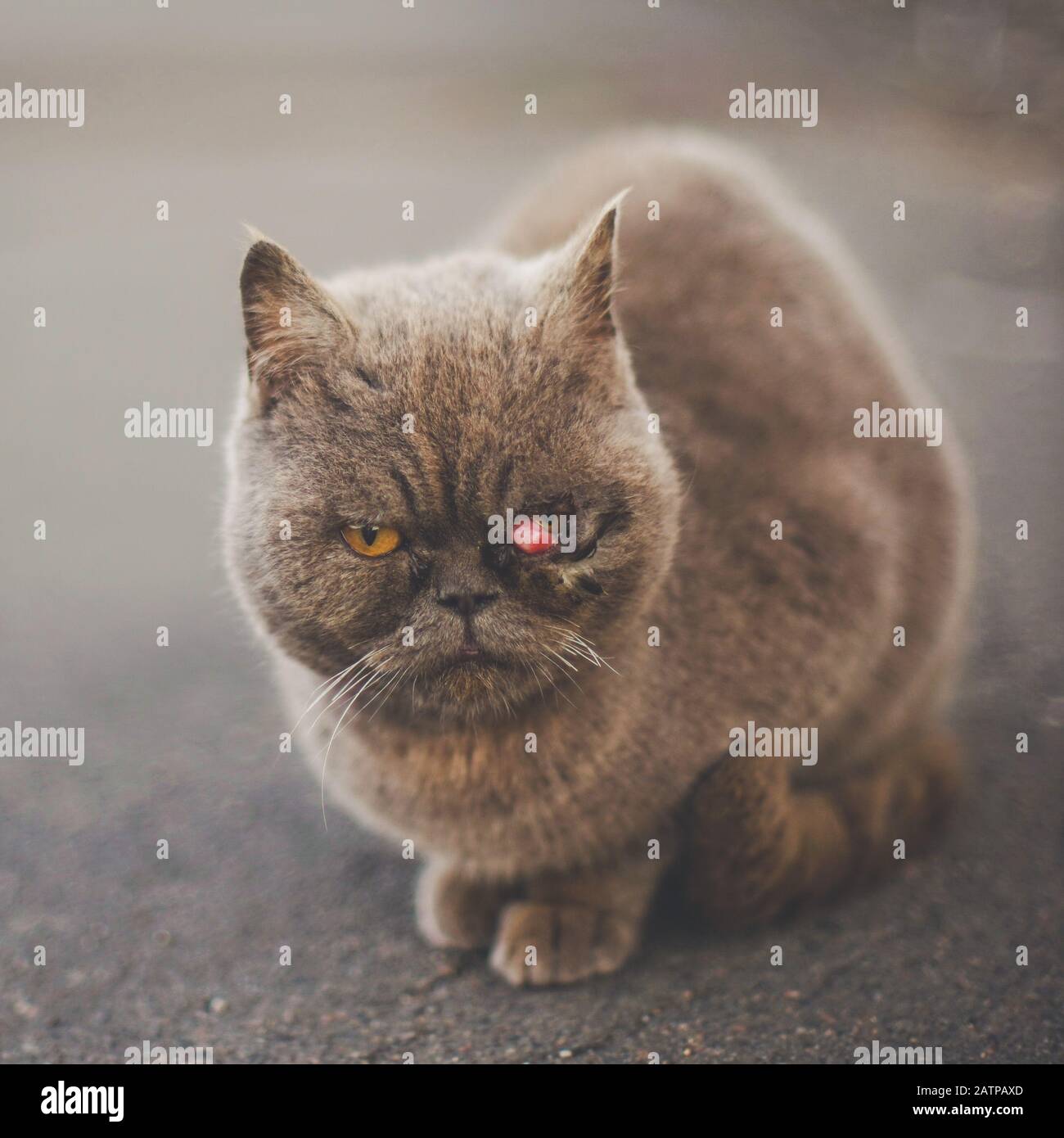 Homeless sick british cat sitting on the road. Prolapse of the third century, prolapse of the lacrimal gland Stock Photo