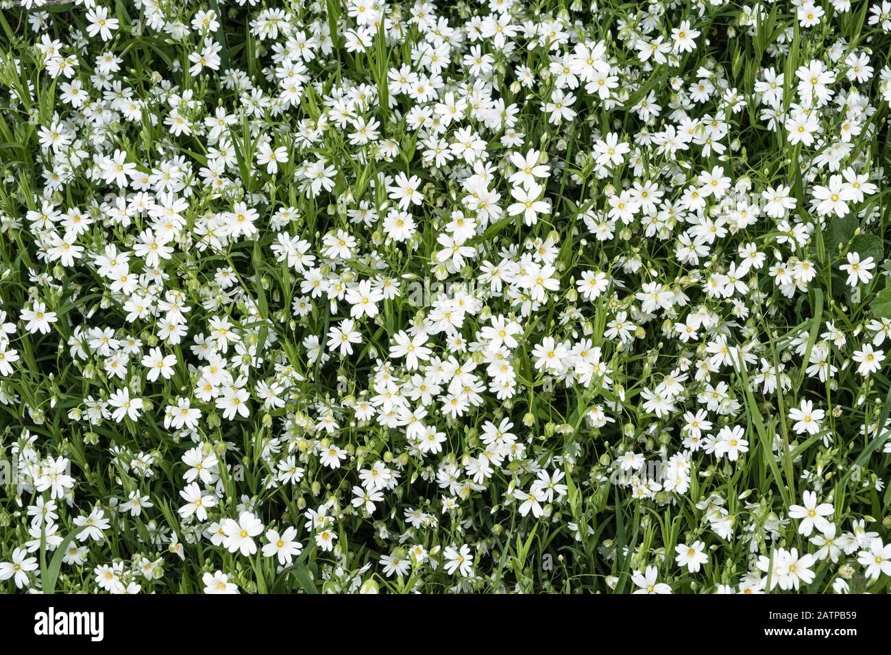 Greater stitchwort hi-res stock photography and images - Alamy